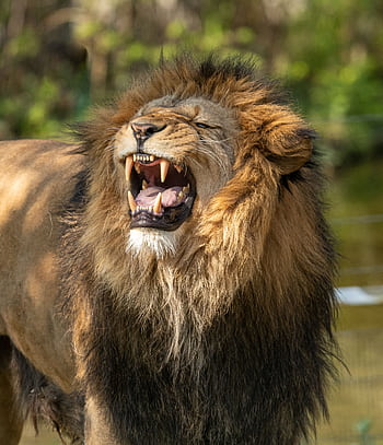 A fierce and roaring lion showcasing its mane and powerful presence in the wild outdoors. HD phone wallpaper