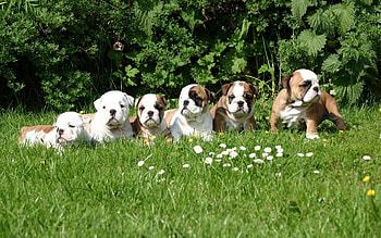 Animals, Dogs, Grass, Puppies HD wallpaper