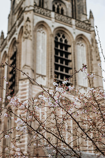 Flowers, Building, Facade, Spring HD phone wallpaper