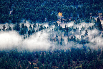 Nature, Trees, View From Above, Fog HD wallpaper