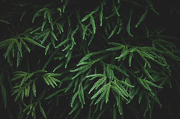 Plant, Macro, Branches HD wallpaper