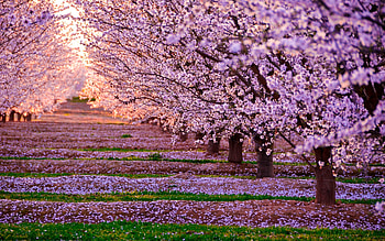 Blossom Nature Pink Flowers Trees, nature, flowers, trees HD wallpaper