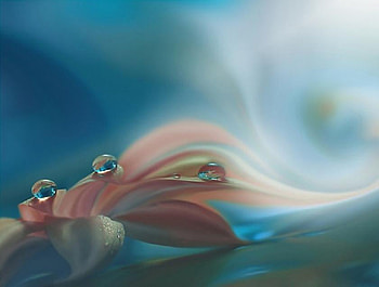 Delicate flower, softness, dew drops, blue background, pink flower, misty HD wallpaper
