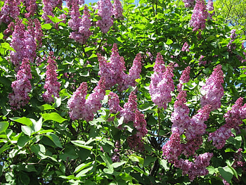 Plants, Flowers, Lilac HD wallpaper