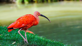 Trinidad and Tobago travels, Ibis HQ background, , Caribbean nation HD wallpaper