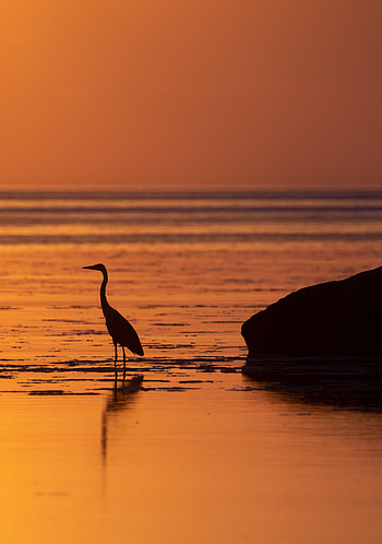 Animals, Water, Sunset, Heron, Bird HD phone wallpaper