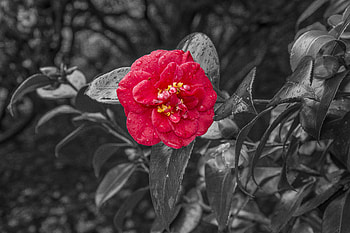 Flowers, Bloom, Flowering, hop, Dew, Camellia HD wallpaper
