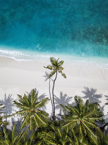 Nature, Sand, Palms, View From Above, Shore, Bank, Ocean, Maldives HD phone wallpaper
