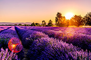 Nature, Flowers, Sunset, Field, France, Drome HD wallpaper