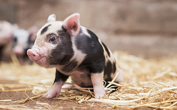 Cute animals, Pink pig, Farm , High-quality HD wallpaper