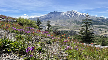 Wildflowers at Mt St Helen’s, blossoms, washington, trees, vocano, landscape, mountain, usa HD wallpaper