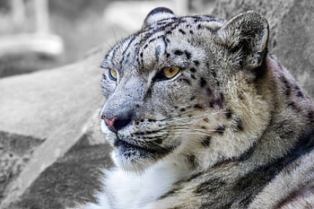 Snow Leopard, Count, Population HD wallpaper