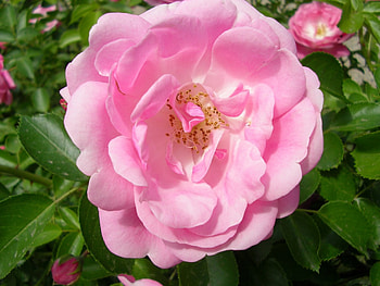 Pink rose, forewer, rose, pink, beauty HD wallpaper