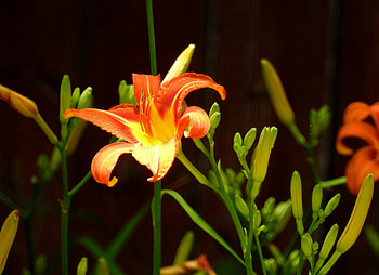 Colourful Lily, graphy, Summer, Lily, Flowers, Nature, Buds HD wallpaper