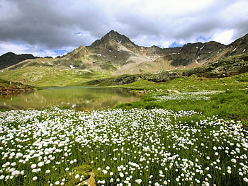 alpine lake with white flowers, white, alpine, with, flowers, lake HD wallpaper