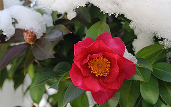 Leaves, Snow, Flower, Plant, Macro HD wallpaper