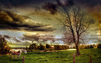 Mother and Her Foal, horse, architecture, grass, houses, tree, animals, field, fence, clouds, nature, sky, foal HD wallpaper