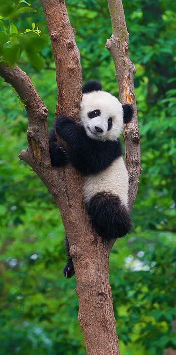 Panda tree, natural_material HD phone wallpaper