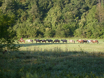 Horses, graphy, tree, animals, field, green, bulgaria, nature, , forest HD wallpaper