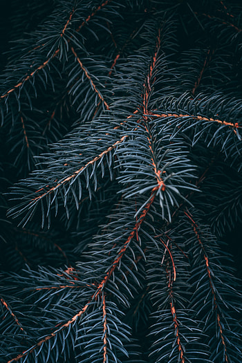 Macro, Branch, Fir, Spruce, Needles HD phone wallpaper
