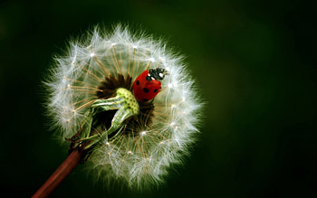 Macro, Insect, Ladybird, Ladybug, Crawl, Dandelion HD wallpaper