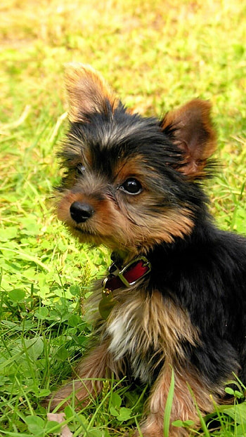 Yorkshire Terrier, Puppy, Baby dog, Grass HD phone wallpaper