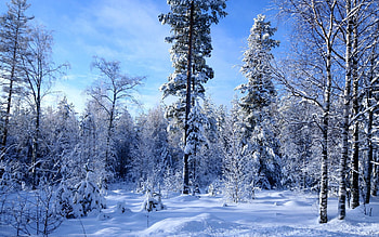 Winter, Nature, Trees, Sky, Snow, Forest, Outskirts, Azure, Edge HD wallpaper
