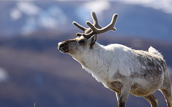 Reindeer , Animal , Stunning background, Graceful creature HD wallpaper