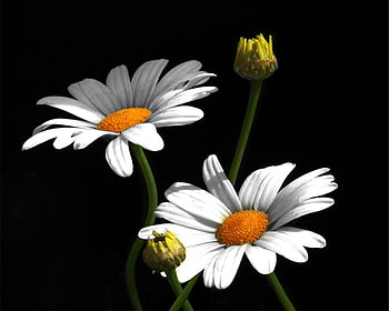 daisy, beautiful, nature, flowers HD wallpaper