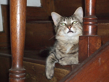 Hello, animal, cute, cat, beautiful, adorable HD wallpaper