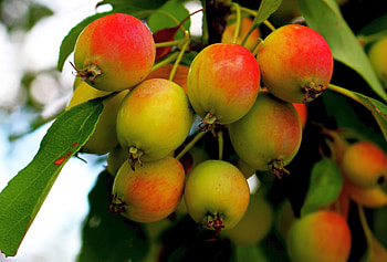 Apple Tree, , Christopher Johnson, Fruits HD wallpaper