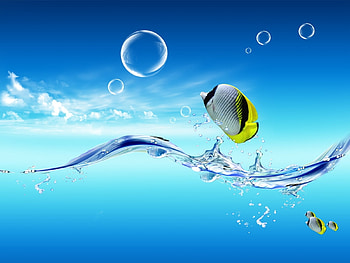 Animals, Water, Fishes HD wallpaper