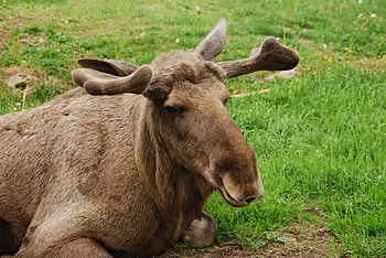 Animals, Grass, Lies, Muzzle, Elk HD wallpaper