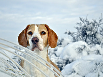 Winter dog, winter, dog, loyal, nature, friend HD wallpaper