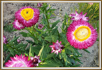 PAPER DAISIES, PRETTY, NATURE, FLOWERS HD wallpaper
