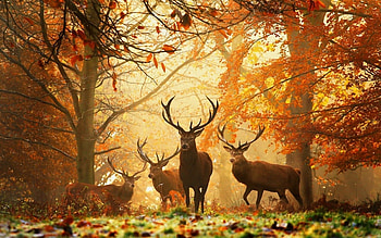 Animals, Deers HD wallpaper
