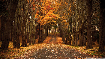 Red and brown trees, Fall, Trees, Path, Leaves, Road, Nature HD wallpaper