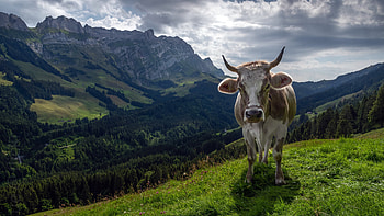 Cow, animal, pasture, mountain HD wallpaper