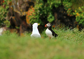Puffin and duck, grass, birds HD wallpaper
