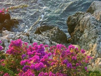 under the rocks, sea, under, flowers, rocks HD wallpaper