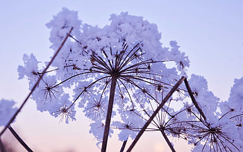 Plants, Flowers HD wallpaper