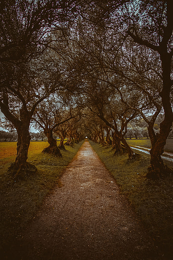 Alley, Nature, Trees, Track HD phone wallpaper