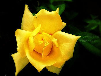 embrace_you, rose, 3d, yellow, bright HD wallpaper