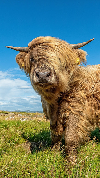 Content cows, Farm animals, Bucolic landscapes, Serene pastoral scenes HD phone wallpaper