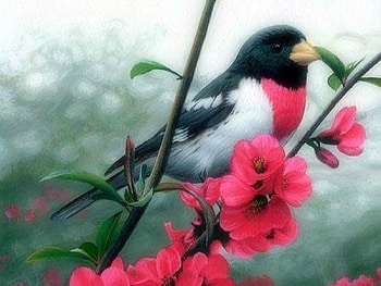 Rore Breasted Grosbeak in Spring, love four seasons, birds, animals, garden, nature, flowers, paintings, spring HD wallpaper
