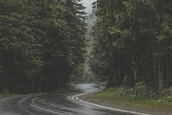 Nature, Trees, Road, Turn, Forest HD wallpaper