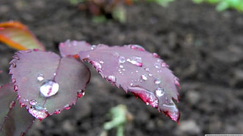 Leaves of roses after rain, softness, rain, raindrops, , drops, summer, dewdrops, rose, leaves, nature, leaf, , dew, rose leaf HD wallpaper