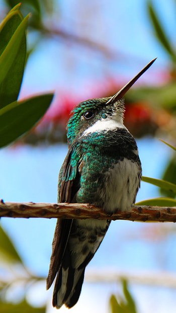 White-throated, Hummingbirds HD phone wallpaper