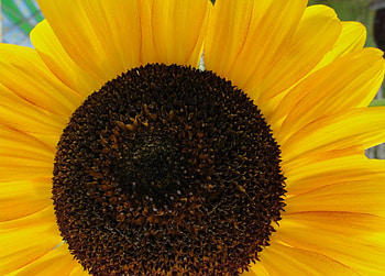 Close-up of a Sunflower, close, sunflower, flower HD wallpaper
