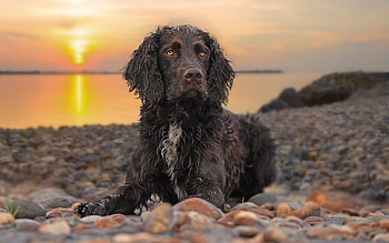 Sunset, coast, beautiful, fluffy, dog HD wallpaper